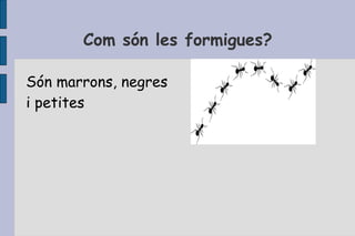 Com són les formigues? Són marrons, negres i petites 