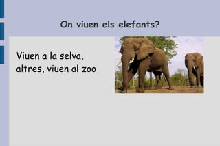 On viuen els elefants? Viuen a la selva, altres, viuen al zoo 