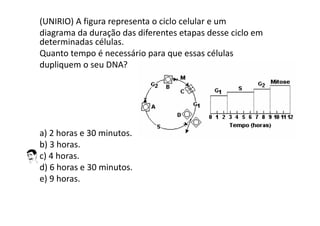 (UNIRIO) A figura representa o ciclo celular e um
diagrama da duração das diferentes etapas desse ciclo em
determinadas células.
Quanto tempo é necessário para que essas células
dupliquem o seu DNA?
a) 2 horas e 30 minutos.
b) 3 horas.
c) 4 horas.
d) 6 horas e 30 minutos.
e) 9 horas.
 