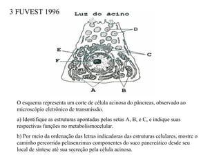 3 FUVEST 1996 
O esquema representa um corte de célula acinosa do pâncreas, observado ao 
microscópio eletrônico de transmissão. 
a) Identifique as estruturas apontadas pelas setas A, B, e C, e indique suas 
respectivas funções no metabolismocelular. 
b) Por meio da ordenação das letras indicadoras das estruturas celulares, mostre o 
caminho percorrido pelasenzimas componentes do suco pancreático desde seu 
local de síntese até sua secreção pela célula acinosa. 
 