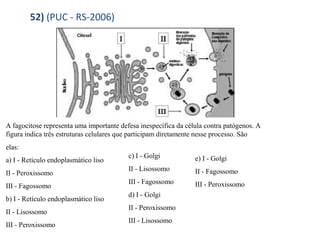 52) (PUC - RS-2006) 
A fagocitose representa uma importante defesa inespecífica da célula contra patógenos. A 
figura indica três estruturas celulares que participam diretamente nesse processo. São 
elas: 
a) I - Retículo endoplasmático liso 
c) I - Golgi 
e) I - Golgi 
II - Peroxissomo 
II - Lisossomo 
II - Fagossomo 
III - Fagossomo 
III - Fagossomo 
III - Peroxissomo 
b) I - Retículo endoplasmático liso 
d) I - Golgi 
II - Lisossomo 
II - Peroxissomo 
III - Peroxissomo 
III - Lisossomo 
 