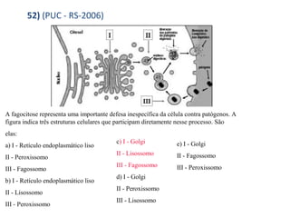 52) (PUC - RS-2006) 
A fagocitose representa uma importante defesa inespecífica da célula contra patógenos. A 
figura indica três estruturas celulares que participam diretamente nesse processo. São 
elas: 
a) I - Retículo endoplasmático liso 
c) I - Golgi 
e) I - Golgi 
II - Peroxissomo 
II - Lisossomo 
II - Fagossomo 
III - Fagossomo 
III - Fagossomo 
III - Peroxissomo 
b) I - Retículo endoplasmático liso 
d) I - Golgi 
II - Lisossomo 
II - Peroxissomo 
III - Peroxissomo 
III - Lisossomo 
 