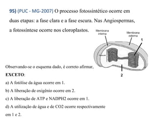 95) (PUC - MG-2007) O processo fotossintético ocorre em 
duas etapas: a fase clara e a fase escura. Nas Angiospermas, 
a fotossíntese ocorre nos cloroplastos. 
Observando-se o esquema dado, é correto afirmar, 
EXCETO: 
a) A fotólise da água ocorre em 1. 
b) A liberação de oxigênio ocorre em 2. 
c) A liberação de ATP e NADPH2 ocorre em 1. 
d) A utilização de água e de CO2 ocorre respectivamente 
em 1 e 2. 
 