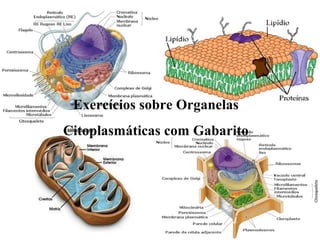 Exercícios sobre Organelas 
Citoplasmáticas com Gabarito 
 