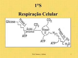 1°S 
Respiração Celular 
Prof. Ionara e Juliana 1 
 