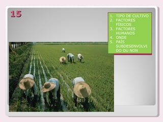 15   1. TIPO DE CULTIVO
     2. FACTORES
        FÍSICOS
     3. FACTORES
        HUMANOS
     4. ONDE
     5. PAÍS
        SUBDESENVOLVI
        DO OU NON
 