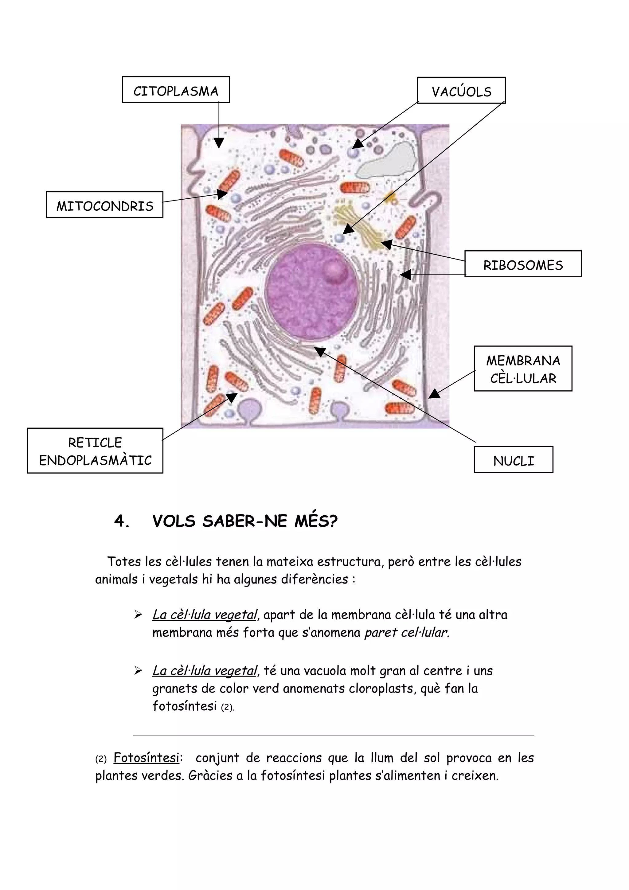 Exercicis la cèl·lula nivells 1, 2 i 3