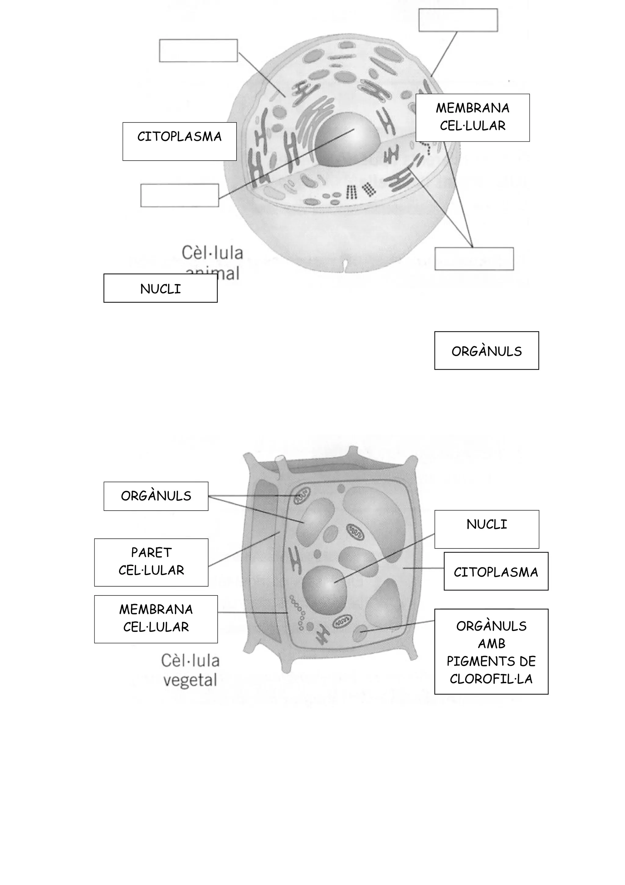 Exercicis la cèl·lula nivells 1, 2 i 3