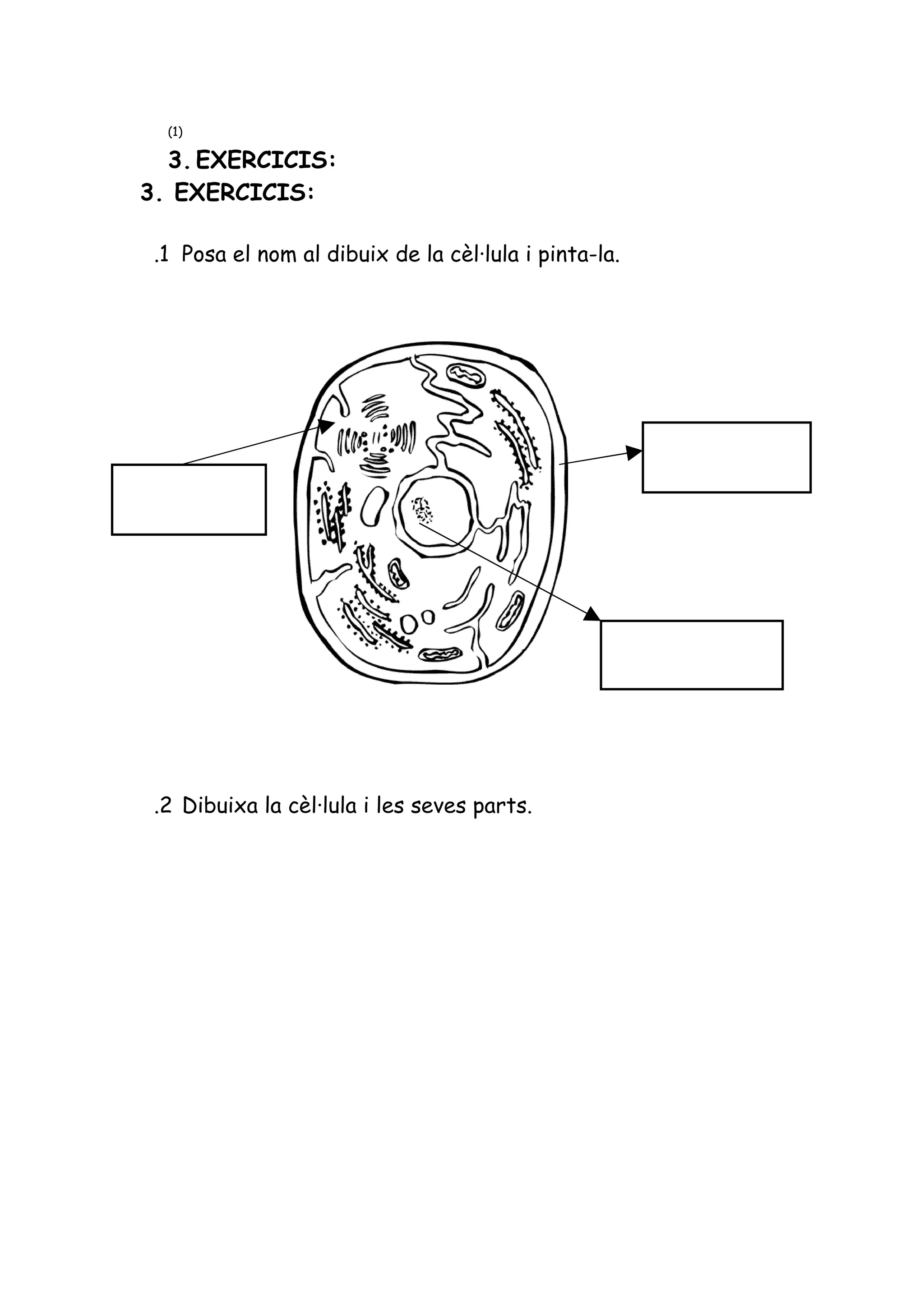 Exercicis la cèl·lula nivells 1, 2 i 3