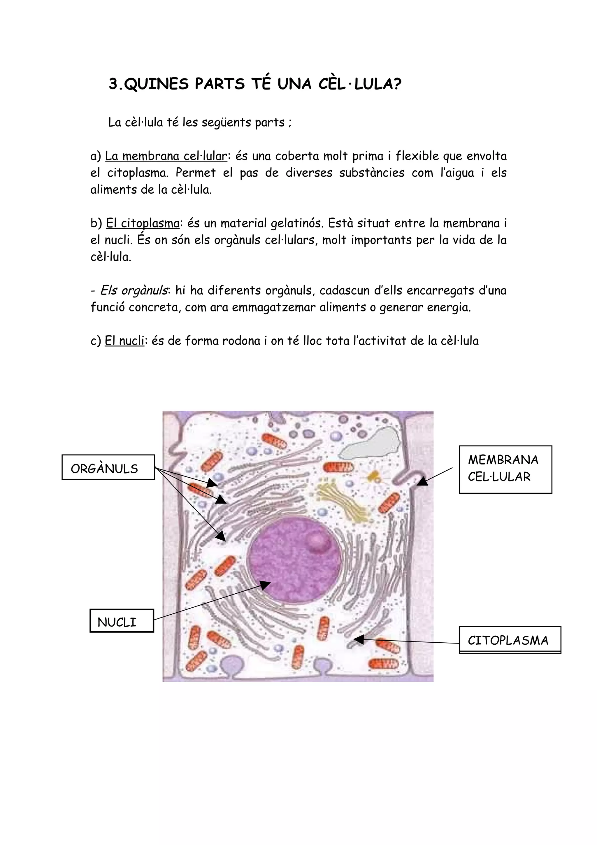 Exercicis la cèl·lula nivells 1, 2 i 3