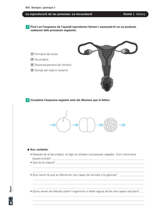 ESO Biologia i geologia 3

       La reproducció de les persones: La fecundació                                    Unitat 1 Reforç



        3 Fixa’t en l’esquema de l’aparell reproductor femení i assenyala-hi on es produeix
          cadascun dels processos següents:




            1   Formació del òvuls
            2   Fecundació
            3   Desenvolupament de l’embrió
            4   Sortida del nadó a l’exterior




        4 Completa l’esquema següent amb els dibuixos que hi falten:




          Ara, contesta:
           • Després de la fecundació, el zigot es divideix successives vegades. Com s’anomena
             aquest procés?
           • Què és la nidació?



           • Quin sentit té que es diferenciïn tres capes de cèl·lules a la gàstrula?
Nom:




           • Quins serien els efectes sobre l’organisme si faltés alguna de les tres capes cel·lulars?
 