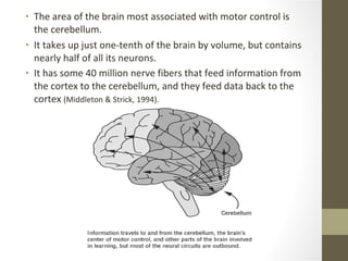 The area of the brain most associated with motor control is the cerebellum. It takes up just one-tenth of the brain by volume, but contains nearly half of all its neurons. It has some 40 million nerve fibers that feed information from the cortex to the cerebellum, and they feed data back to the cortex  (Middleton & Strick, 1994). 