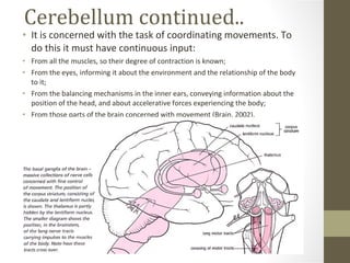Cerebellum continued.. It is concerned with the task of coordinating movements. To do this it must have continuous input: From all the muscles, so their degree of contraction is known;  From the eyes, informing it about the environment and the relationship of the body to it; From the balancing mechanisms in the inner ears, conveying information about the position of the head, and about accelerative forces experiencing the body; From those parts of the brain concerned with movement (Brain, 2002). 