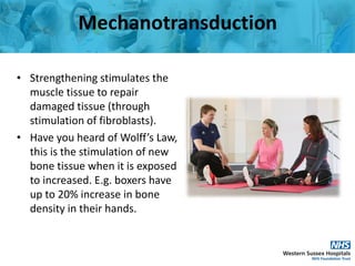 Mechanotransduction
• Strengthening stimulates the
muscle tissue to repair
damaged tissue (through
stimulation of fibrobla...
