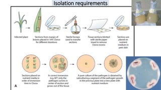 Isolation Points Inplant Exercise -1 Instruments.pptx