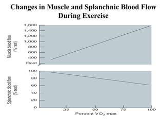 Changes in Muscle and Splanchnic Blood Flow
During Exercise
 