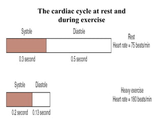 The cardiac cycle at rest and
during exercise
 