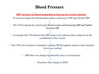 Blood Pressure
SBP increases in direct proportion to increase in exercise intensity
As exercise begins the baroreceptors detect a decrease in BP specifically SBP
◦ The CNS responds by constricting blood vessels and increasing SBP and further
increases HR
◦ Eventually the CNS detects that SBP needs to be reduced and is reduced via the
vasodilation of the vessels.
◦ The CNS will continue to attempt to regulate BP throughout exercise until maximal
levels are reached
◦ DBP does not change significantly (may even decrease)
◦ Therefore little change in MAP
 