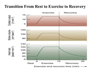 Transition From Rest to Exercise to Recovery
 