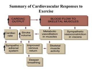Summary of Cardiovascular Responses to
Exercise
 