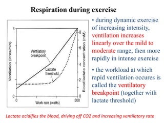 • during dynamic exercise
of increasing intensity,
ventilation increases
linearly over the mild to
moderate range, then more
rapidly in intense exercise
• the workload at which
rapid ventilation occures is
called the ventilatory
breakpoint (together with
lactate threshold)
Respiration during exercise
Lactate acidifies the blood, driving off CO2 and increasing ventilatory rate
 