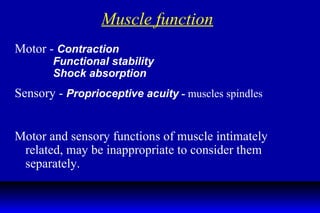 Muscle function Motor -  Contraction Functional stability Shock absorption Sensory -  Proprioceptive acuity  -  muscles spindles Motor and sensory functions of muscle intimately related, may be inappropriate to consider them separately. 