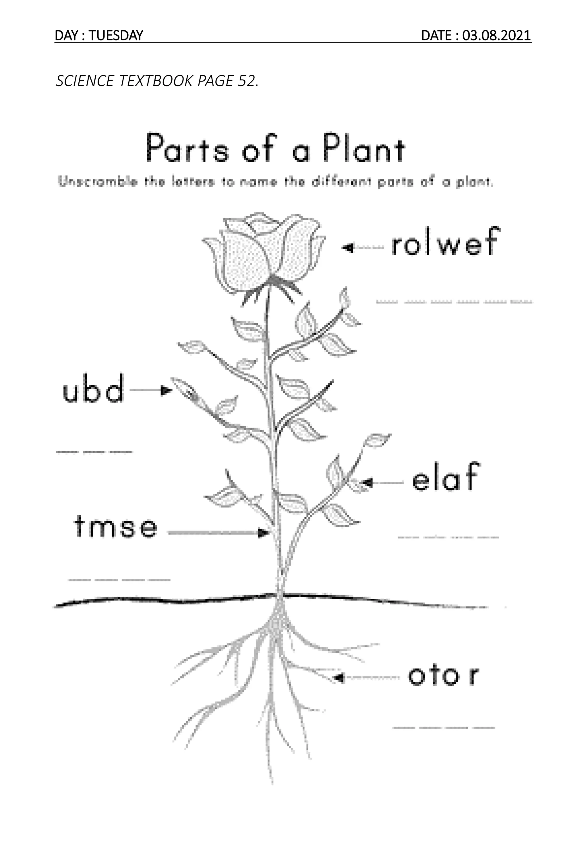 SCIENCE YEAR 1 PLANTS | PPTX