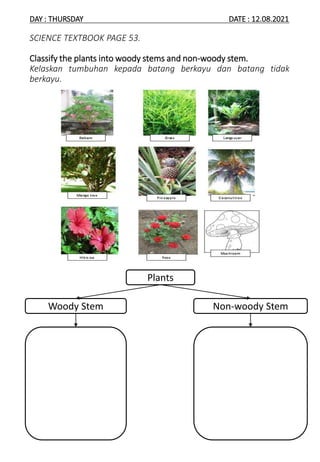 DAY : THURSDAY DATE : 12.08.2021
SCIENCE TEXTBOOK PAGE 53.
Classify the plants into woody stems and non-woody stem.
Kelaskan tumbuhan kepada batang berkayu dan batang tidak
berkayu.
Plants
Woody Stem Non-woody Stem
 