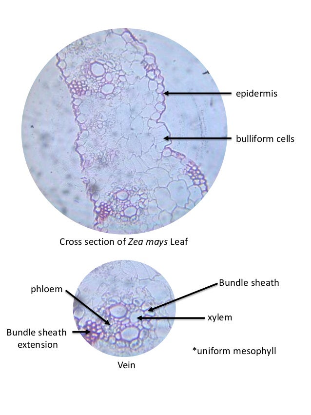 Zea Mays Leaf Anatomy | Leafandtrees.org