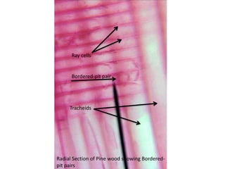 Radial Section Of Pine Wood
