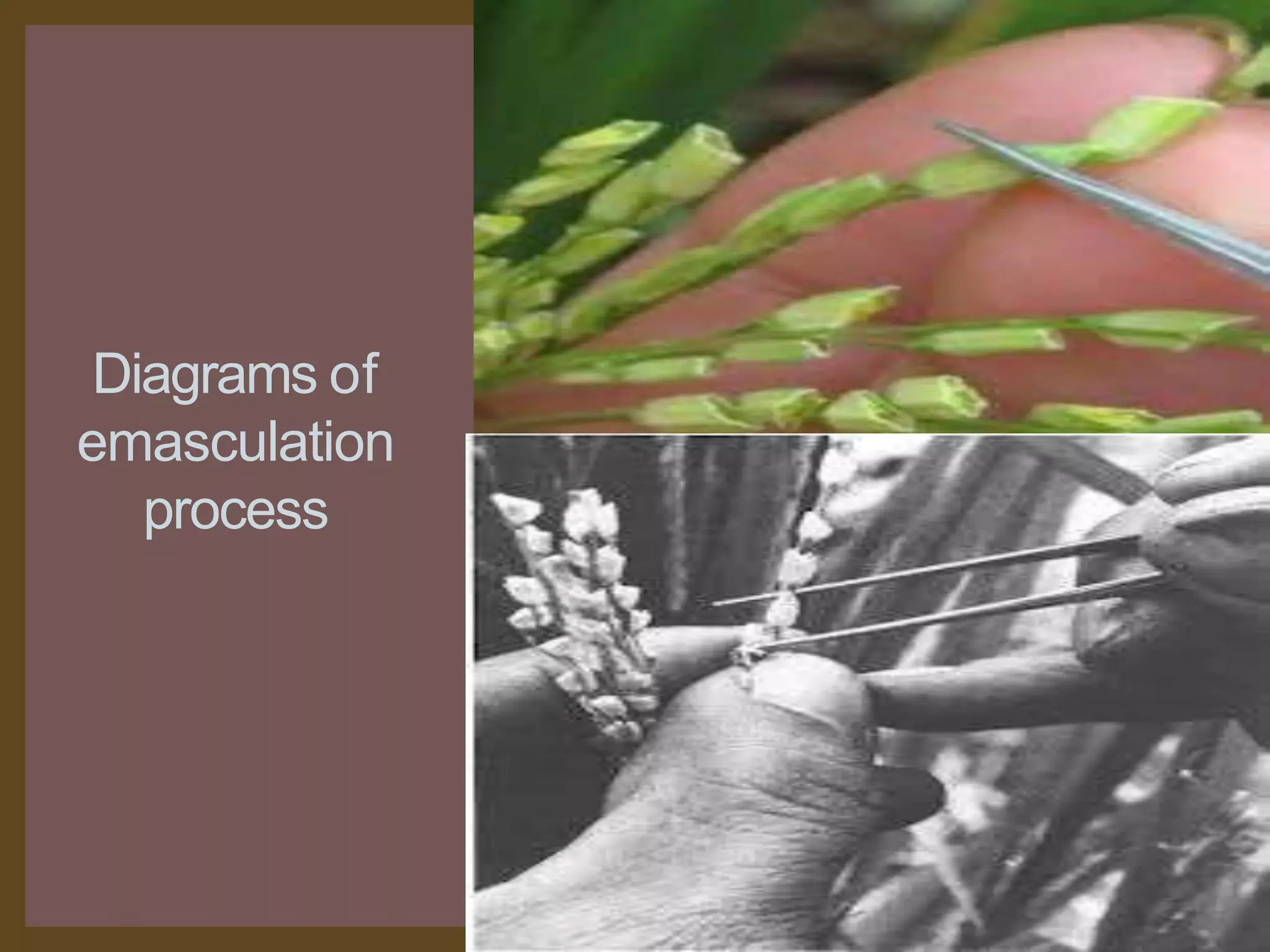 Emusculation Emasculation and hybridization in rice | PPTX