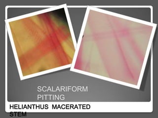 SCALARIFORM
      PITTING
HELIANTHUS MACERATED
STEM
 