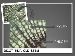 XYLEM



                       PHLOEM

DICOT TILIA OLD STEM
 