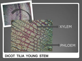 XYLEM




                         PHLOEM

DICOT TILIA YOUNG STEM
 
