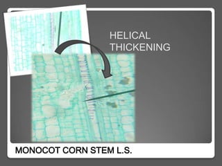 HELICAL
                 THICKENING




MONOCOT CORN STEM L.S.
 