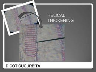 HELICAL
                  THICKENING




DICOT CUCURBITA
 