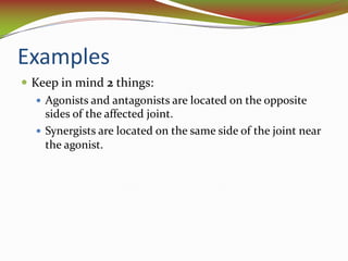 Synergist Example Exercise and movement | PDF