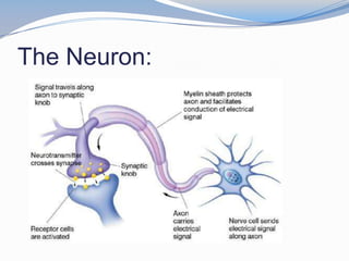 The Neuron:
 