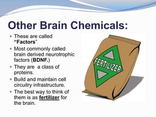 Other Brain Chemicals:
 These are called
    “Factors”
   Most commonly called
    brain derived neurotrophic
    factors (BDNF.)
   They are a class of
    proteins.
   Build and maintain cell
    circuitry infrastructure.
   The best way to think of
    them is as fertilizer for
    the brain.
 