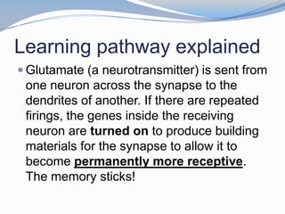 Learning pathway explained
 Glutamate (a neurotransmitter) is sent from
 one neuron across the synapse to the
 dendrites of another. If there are repeated
 firings, the genes inside the receiving
 neuron are turned on to produce building
 materials for the synapse to allow it to
 become permanently more receptive.
 The memory sticks!
 