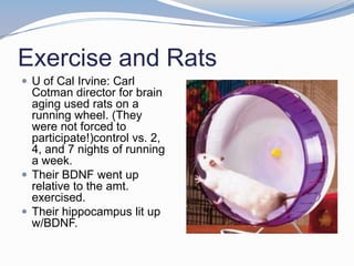 Exercise and Rats
 U of Cal Irvine: Carl
  Cotman director for brain
  aging used rats on a
  running wheel. (They
  were not forced to
  participate!)control vs. 2,
  4, and 7 nights of running
  a week.
 Their BDNF went up
  relative to the amt.
  exercised.
 Their hippocampus lit up
  w/BDNF.
 