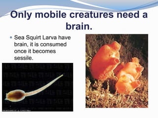 Only mobile creatures need a
           brain.
 Sea Squirt Larva have
 brain, it is consumed
 once it becomes
 sessile.
 