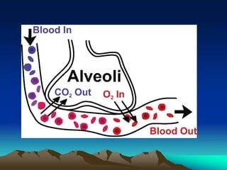 Exercise at altitude