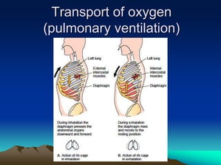 Exercise at altitude