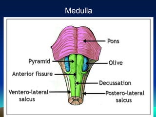 Exercise at altitude