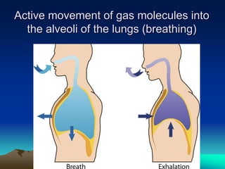 Active movement of gas molecules into
the alveoli of the lungs (breathing)
 
