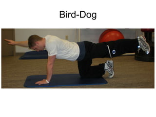 Bird-Dog 