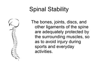 Spinal Stability The bones, joints, discs, and other ligaments of the spine are adequately protected by the surrounding muscles, so as to avoid injury during sports and everyday activities. 