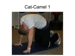 Cat-Camel 1 