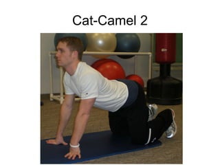 Cat-Camel 2 